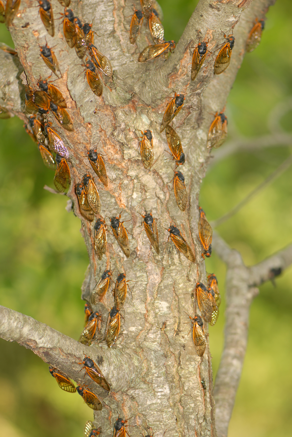 Many cicadas