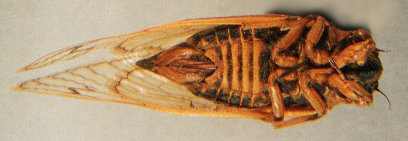 Female ventral abdomen