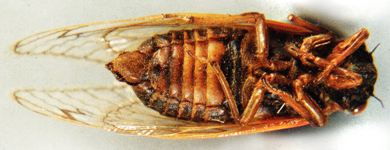 Male ventral abdomen