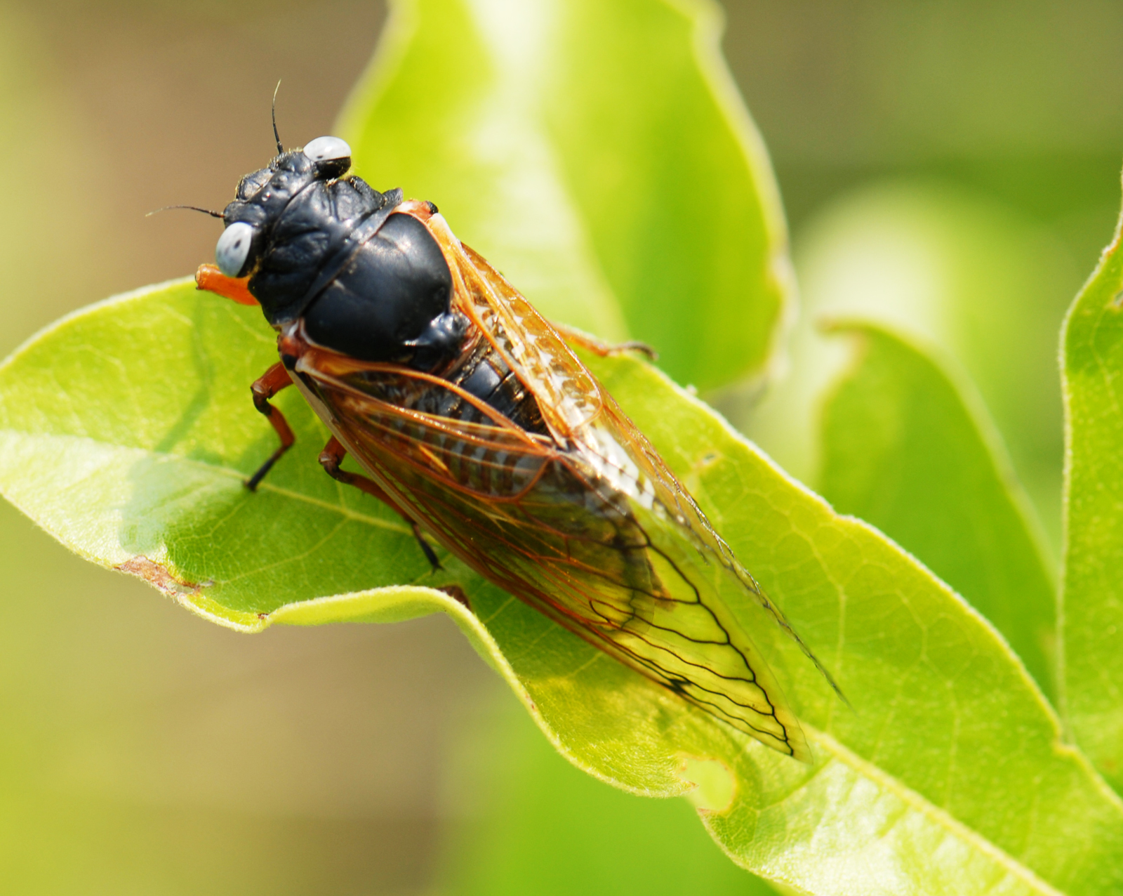 Cicada