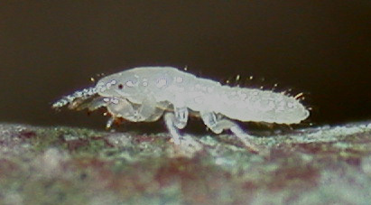 cicada nymph