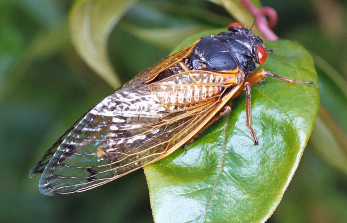 pharaoh cicada