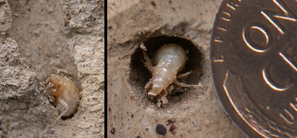 cicada nymph