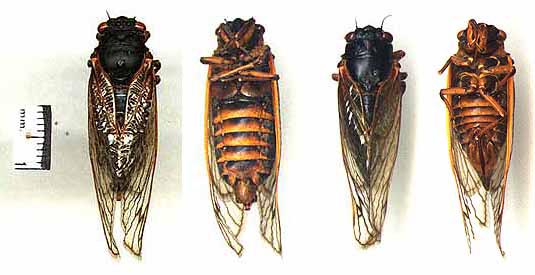 pharaoh cicada