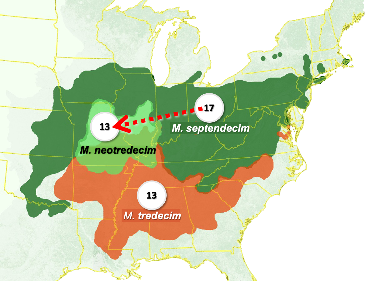 Origins of M. neotredecim
