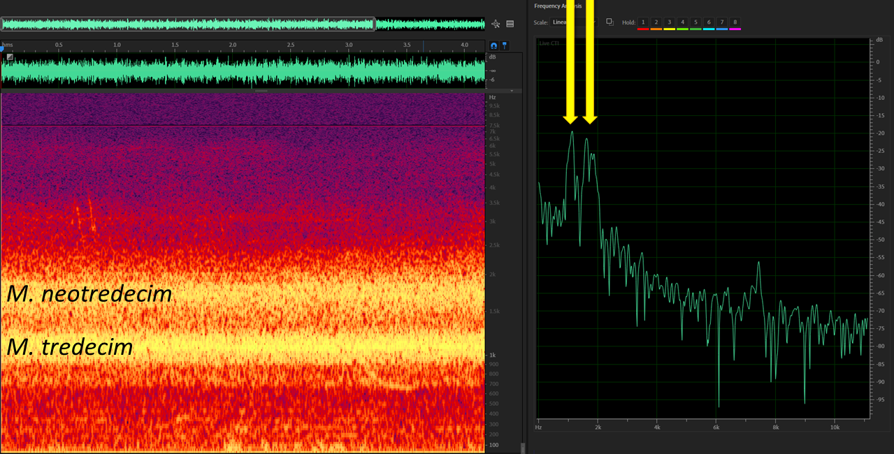 Spectrogram and Power Spectrum