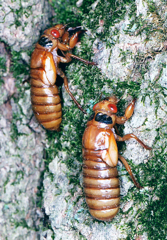Climbing Nymph