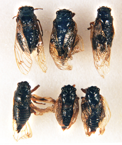 Failed wing expansion