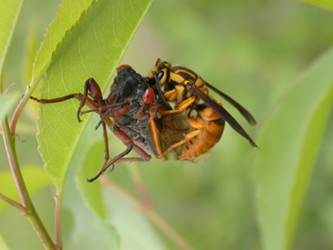 Wasp eating cicada