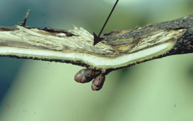Open Egg nests