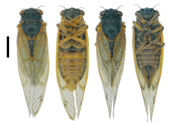 Magicicada tredecim L-R: Male dorsal, Male ventral, Female dorsal, Female ventral.