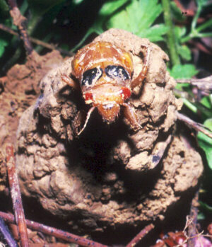 Emerging nymph sitting on turret