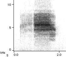 Sonogram of M cassini calling song