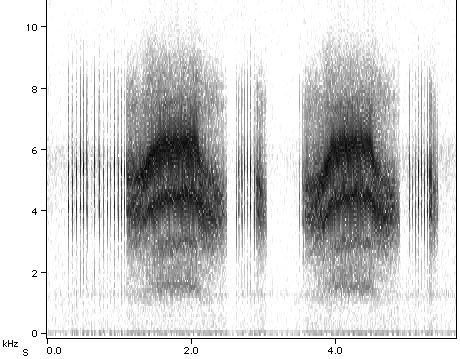 Sonogram of M. cassini Courtship II song