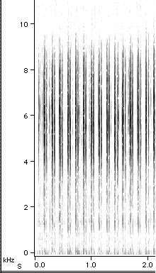 Sonogram of M. cassini Courtship III song