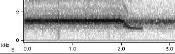Sonogram of M. septendecim calling song