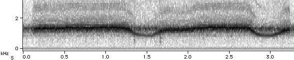 Sonogram of M. septendecim Courtship II song