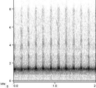 Sonogram of M. septendecim Courtship III song