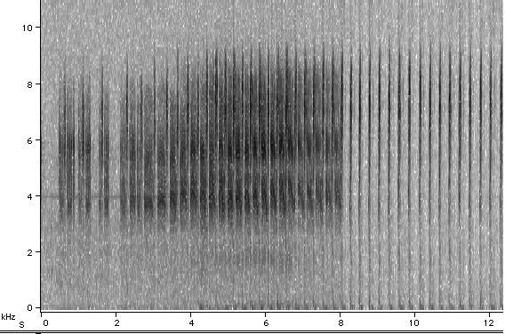 Sonogram of M septendecula calling song