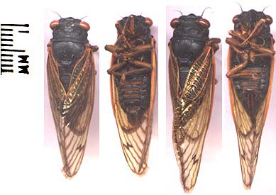 M tredecula L-R: Male dorsal, Male ventral, Female dorsal, Female ventral.